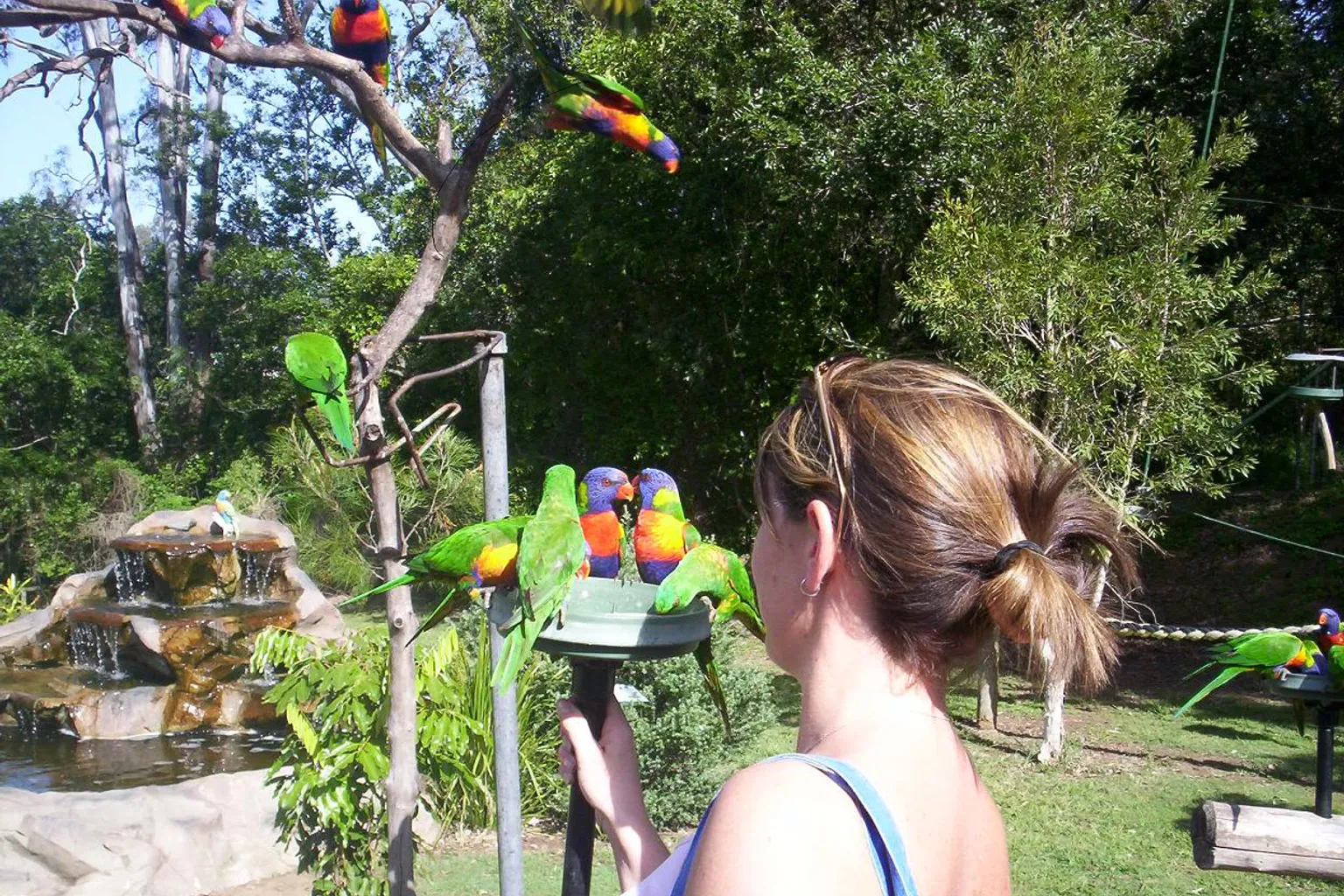 Lone Pine Koala Sanctuary: Warum Online-Tickets günstiger sind