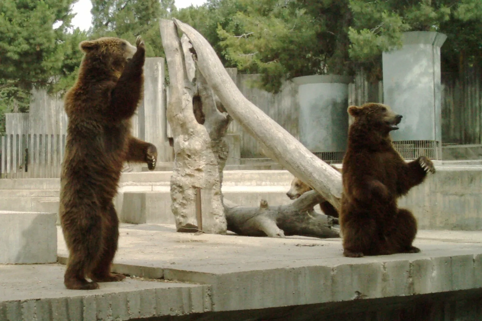 Zoo Aquarium Madrid Tickets: Buchungsoptionen und Spartipps